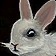 Rabbit Icon