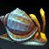 Spireshell Snail Icon