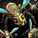 /images/icons/56/spell_nature_insect_swarm2.jpg