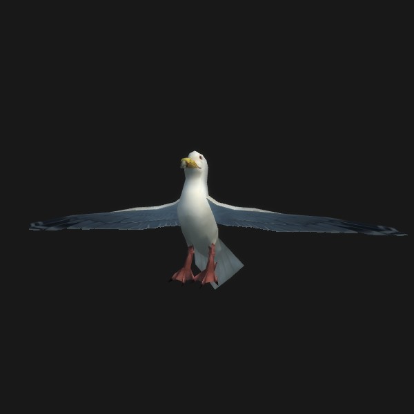 Albatross Chick