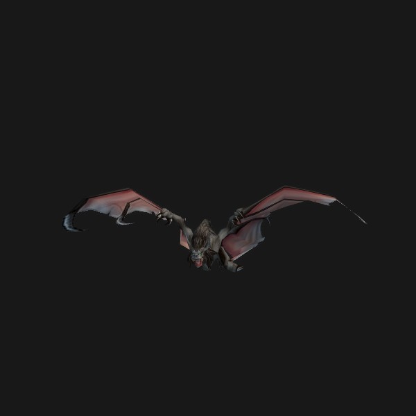 Hog-Nosed Bat