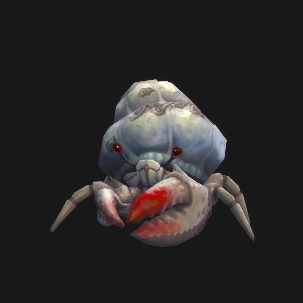 Barnacled Hermit Crab