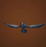 Pygmy Owl
