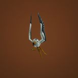 Albino Buzzard