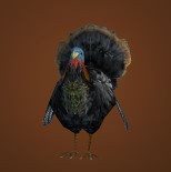 Plump Turkey