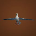 Rustberg Gull