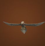Fledgling Kingfeather